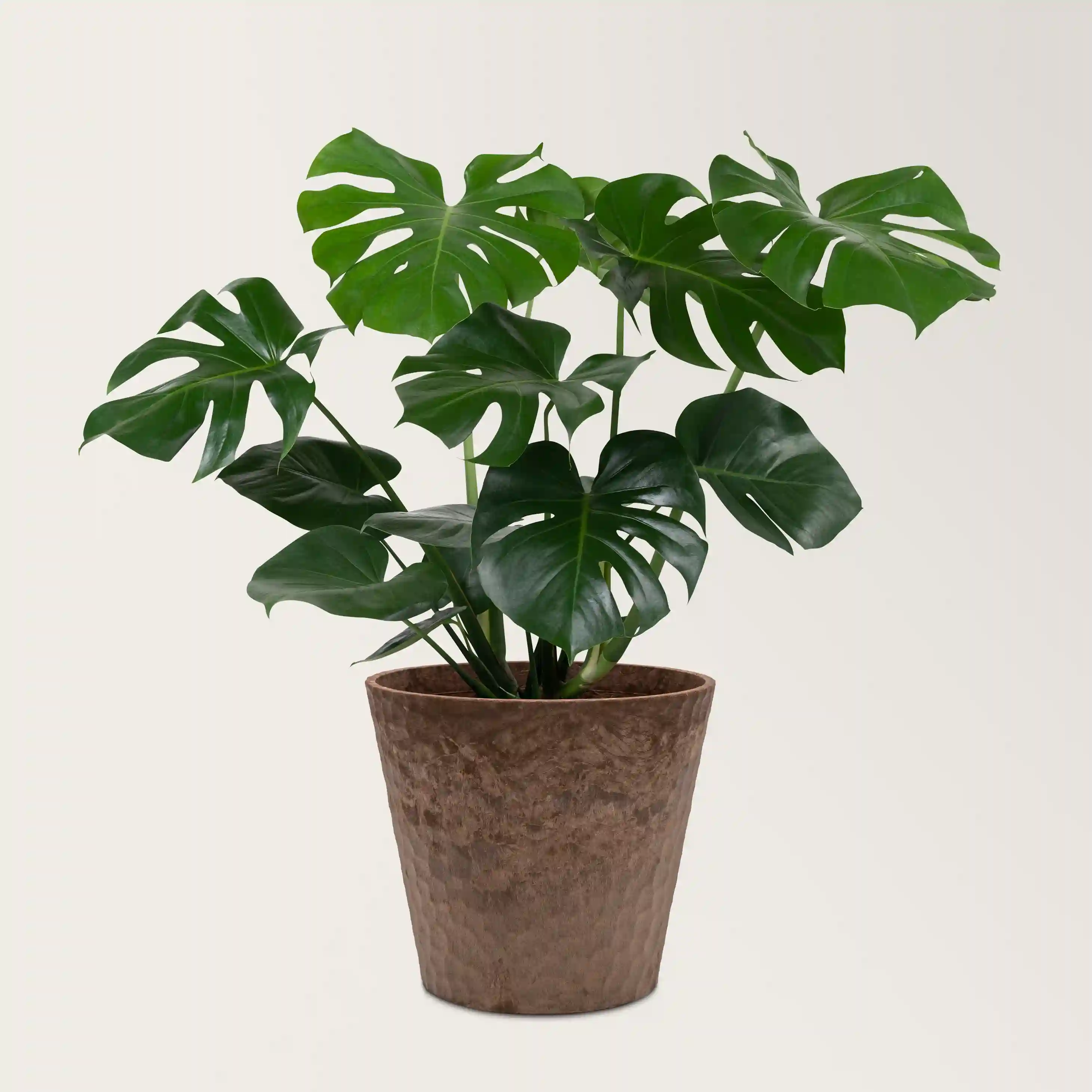 Curry plant